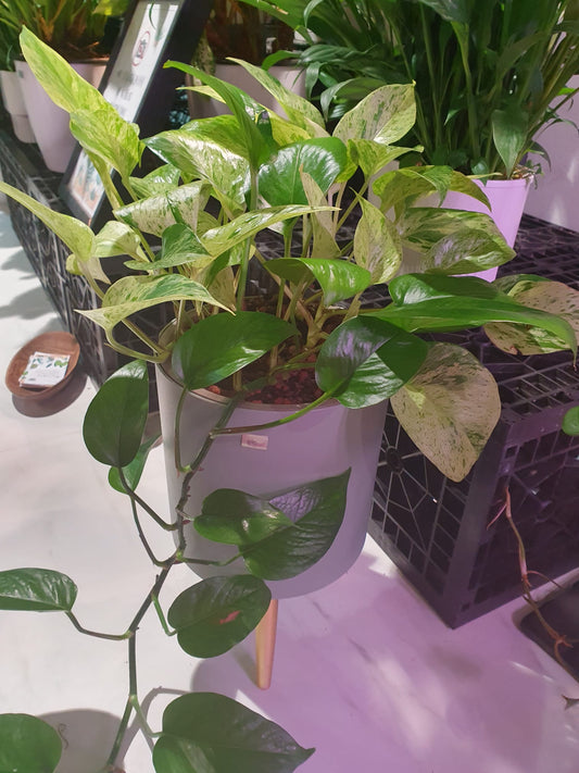 Money Plant in Teal SW Smart Pot
