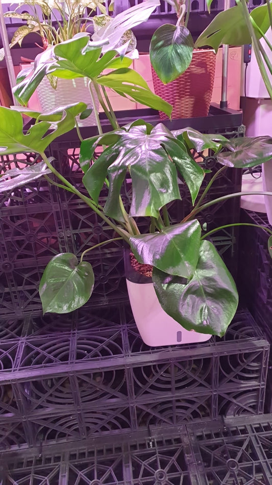 Monstera Deliciosa in SW Square Pot