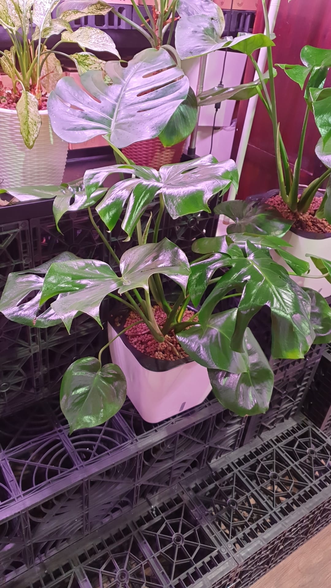 Monstera Deliciosa in SW Square Pot