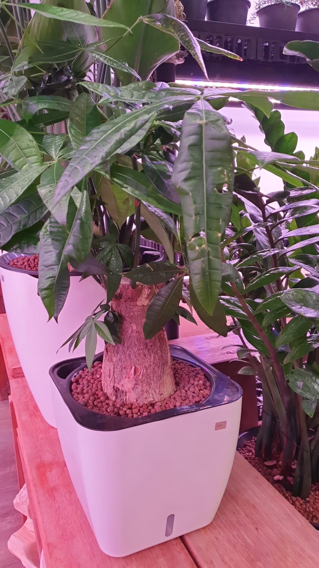 Pachira Aquatica in SW Square Pot