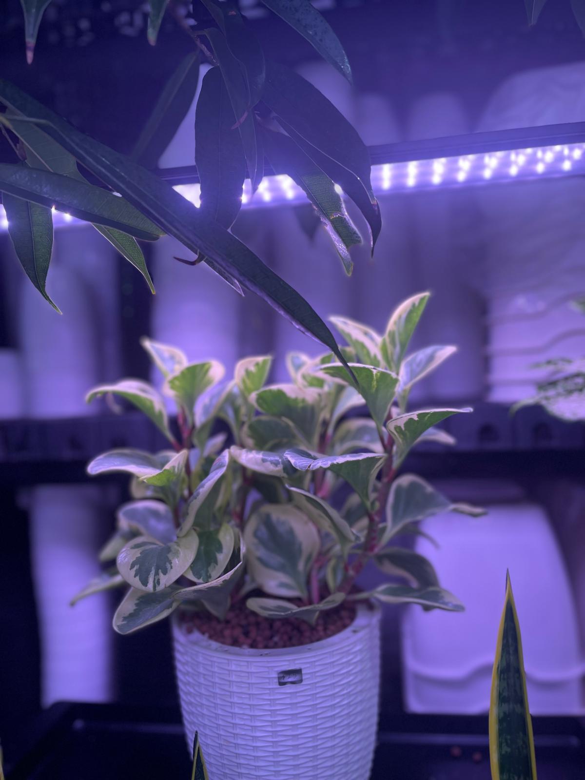 SW Large Ratten Pot with Peperomia obtusifolia