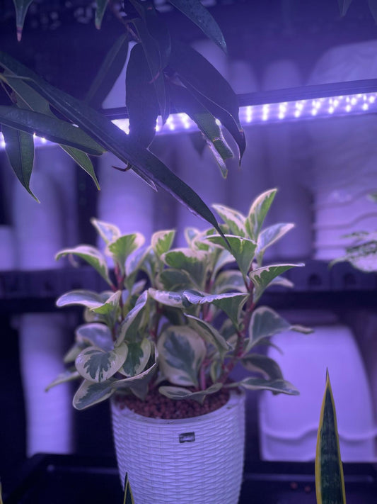 SW Large Ratten Pot with Peperomia obtusifolia