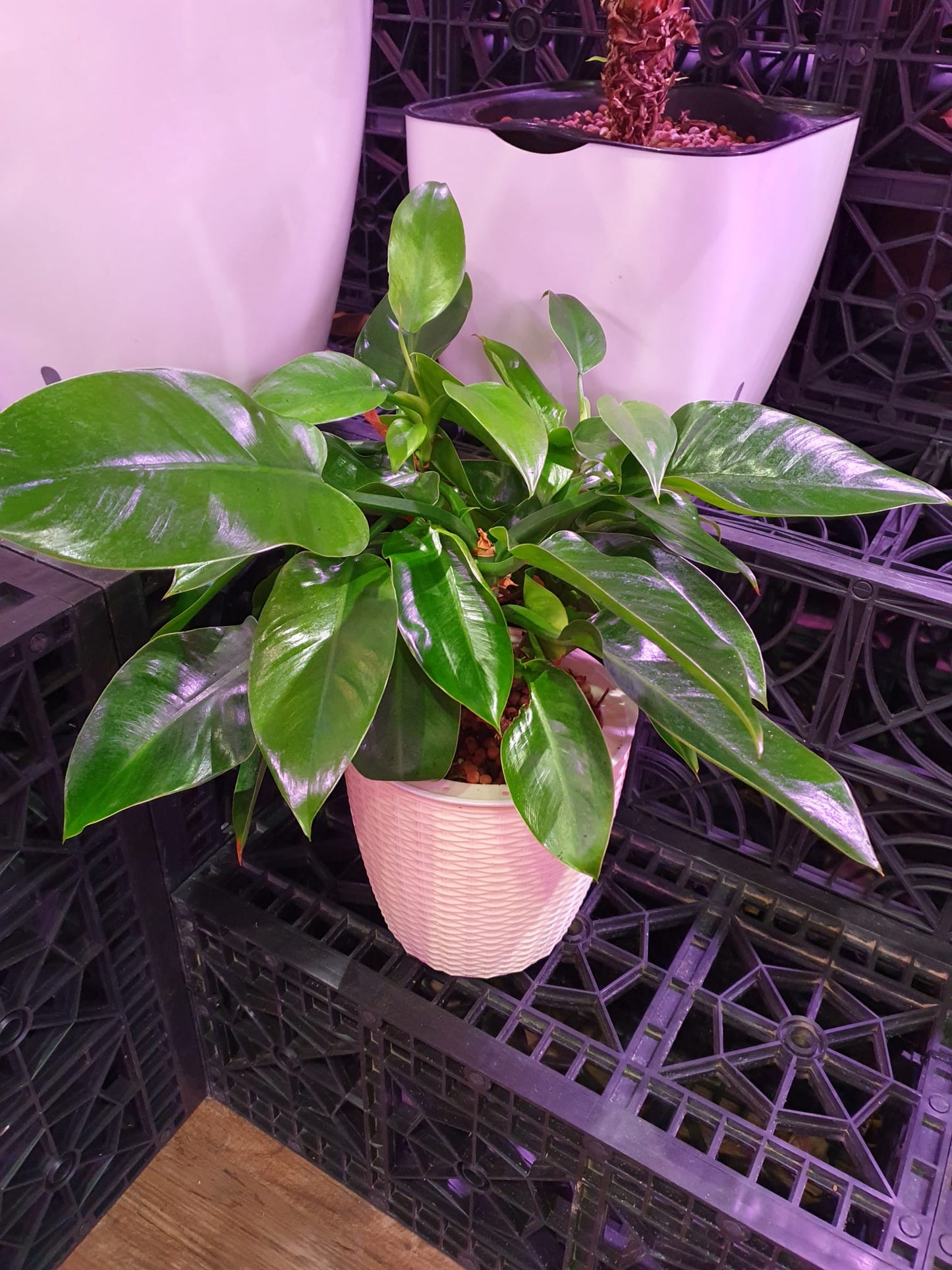 SW Round Large Ratten Pot with Philodendron Green Congo