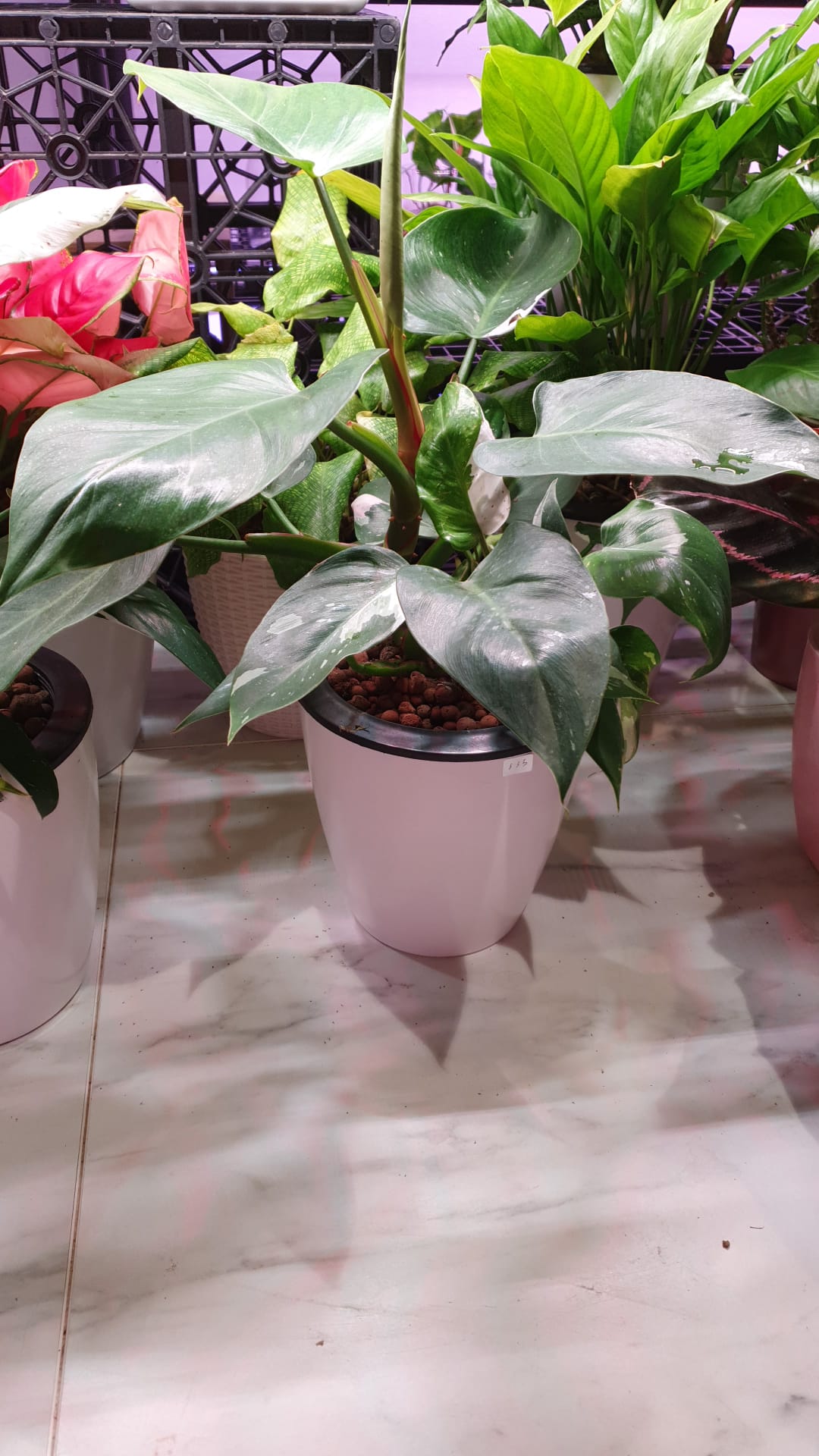 Philodendron White Princess in SW 18cm Pot