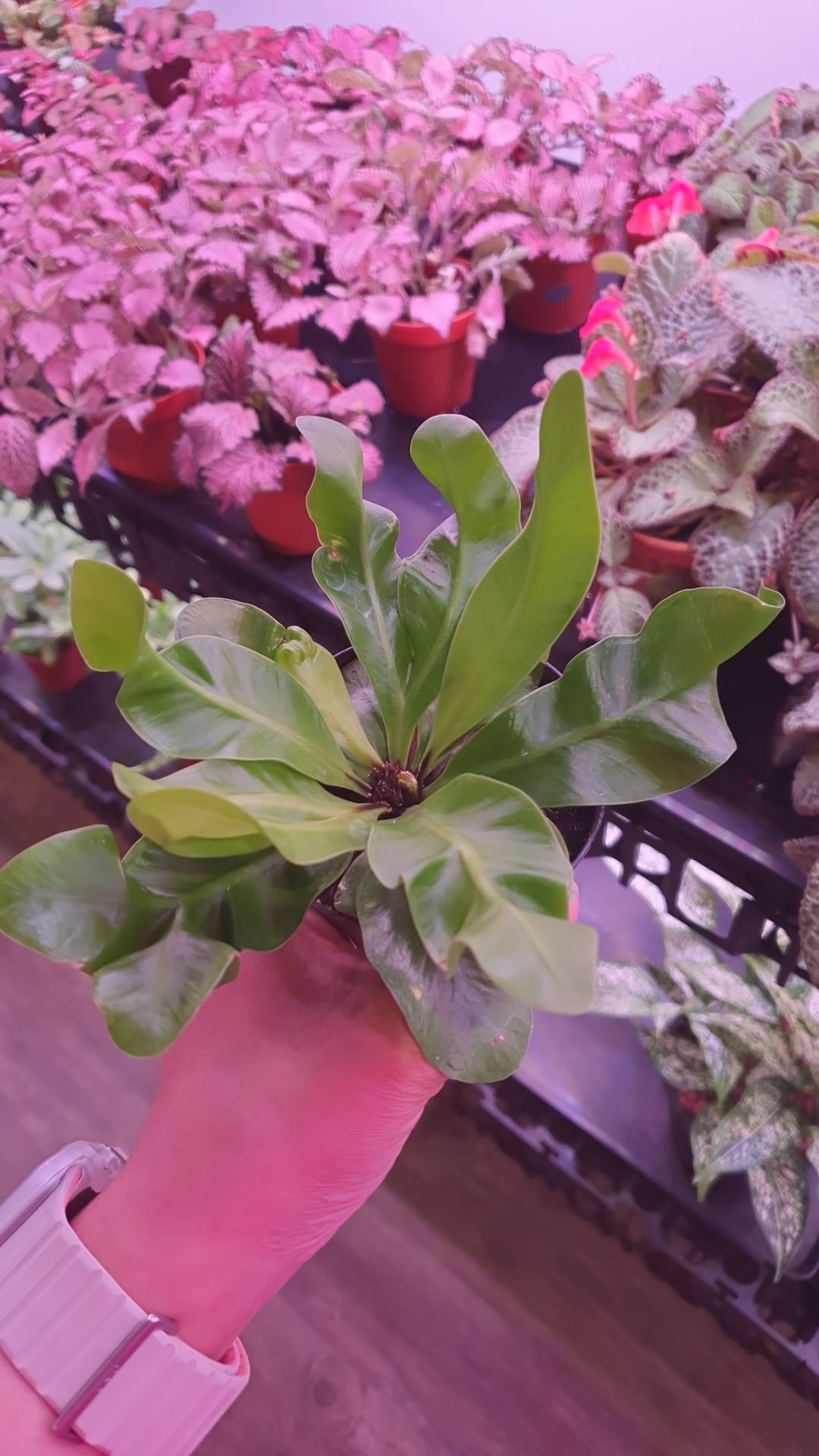 Asplenium nidus 'Crispy Wave' Plant