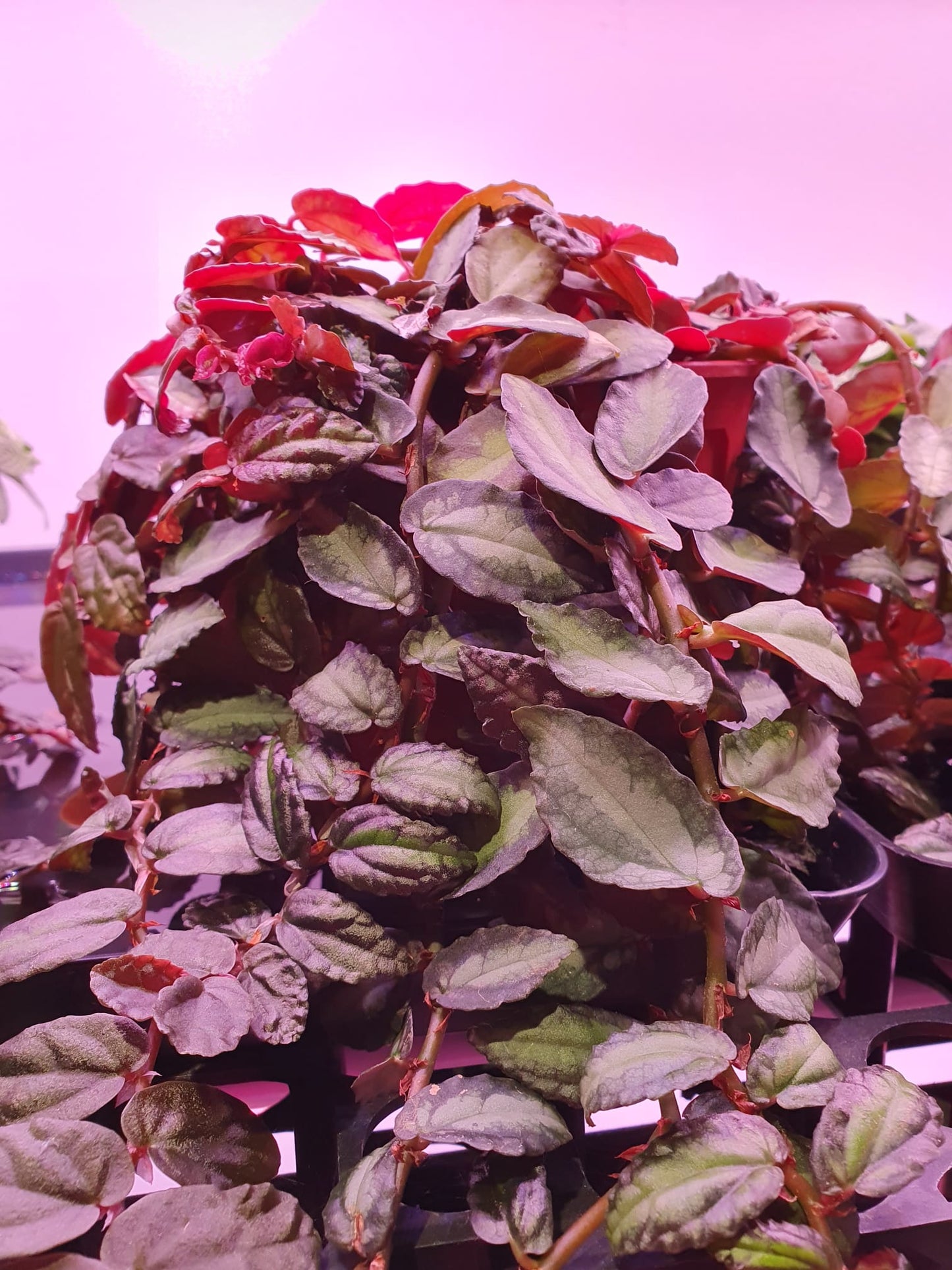 Pellionia Repens (Trailing Watermelon Begonia)