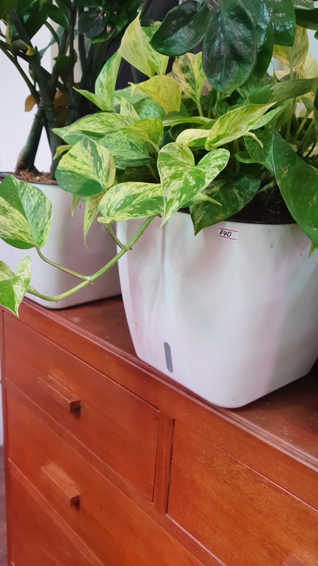 Epiprenium Marble Queen in SW Square Pot