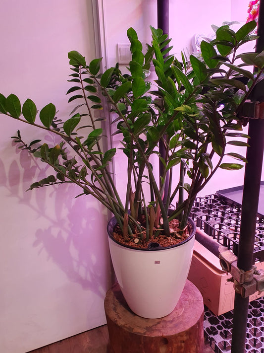 SW White Large Round Pot with Zamioculcas Zamifolia