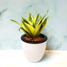 Load image into Gallery viewer, Sansevieria trifasciata &#39;Golden Hahnii&#39; in SW White Round Pot (A6.01/1)

