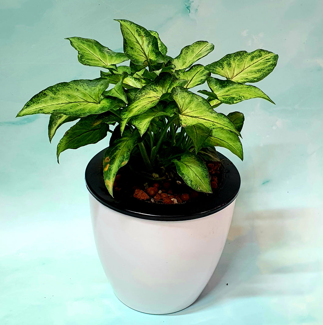 Syngonium cultivars in SW White Round Pot (A6.02/1)