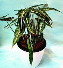 Load image into Gallery viewer, Alocasia amazonica in SW White Pot (A6.15/3)
