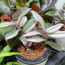Load image into Gallery viewer, Tradescantia Purple Flame in SW white Pot (A6.18/3)
