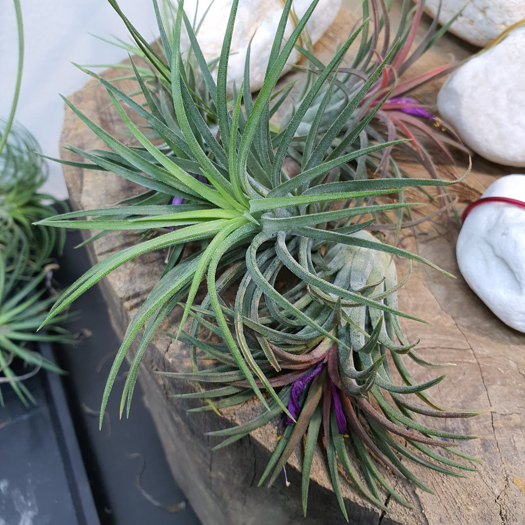 Air plant only