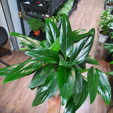 Load image into Gallery viewer, Philodendron cobra in SW white pot (A6.20/3)
