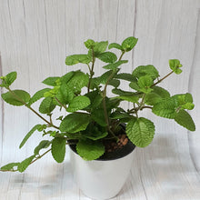Load image into Gallery viewer, Pilea nummularifolia in SW white round pot (A6.04/1)
