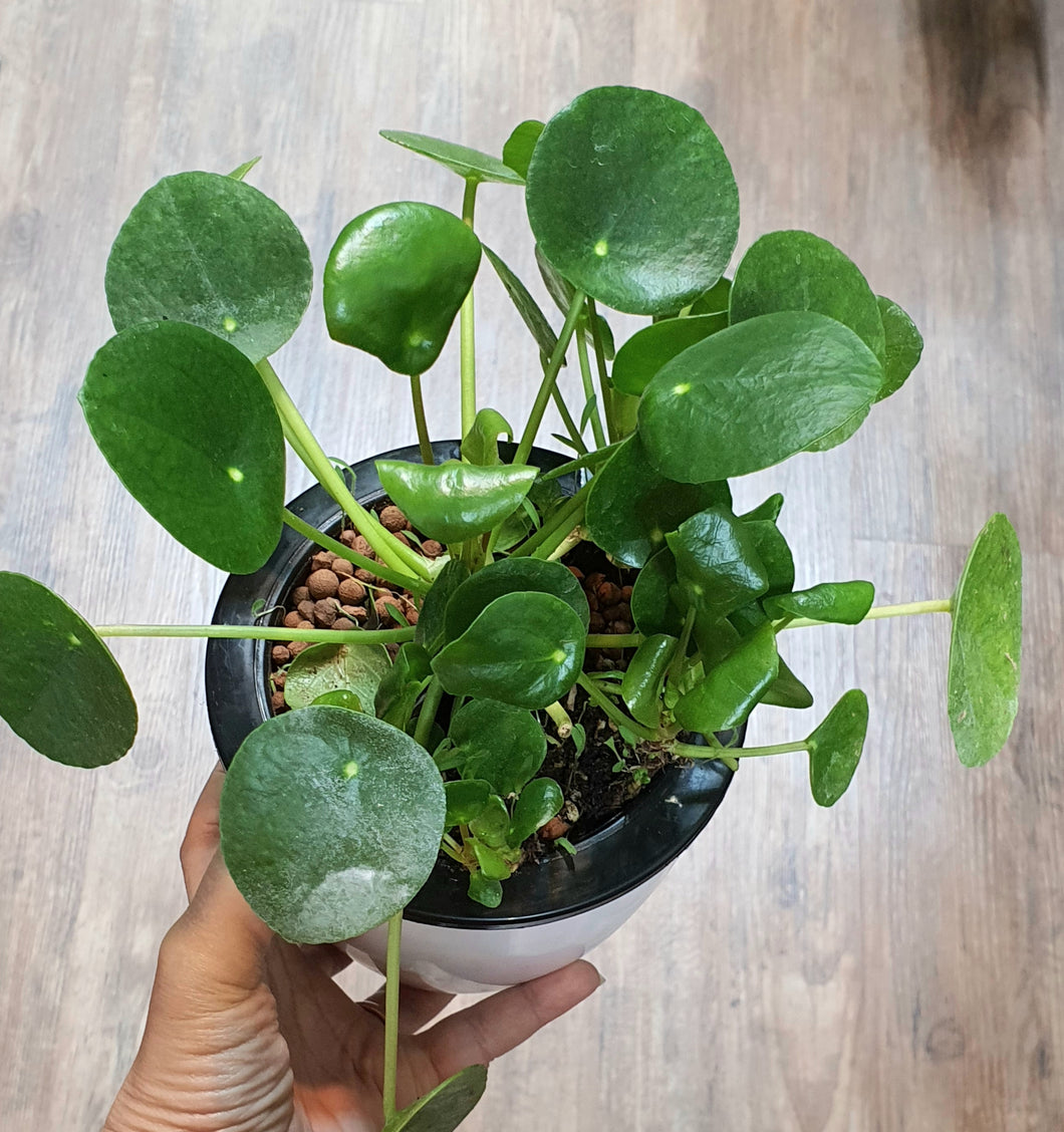 Pilea peperomioides in SW white round pot (A6.10/2)