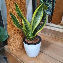 Load image into Gallery viewer, Sansevieria trifasciata &#39;Golde Hahnii&#39; in SW White Round Pot (A6.24/3)
