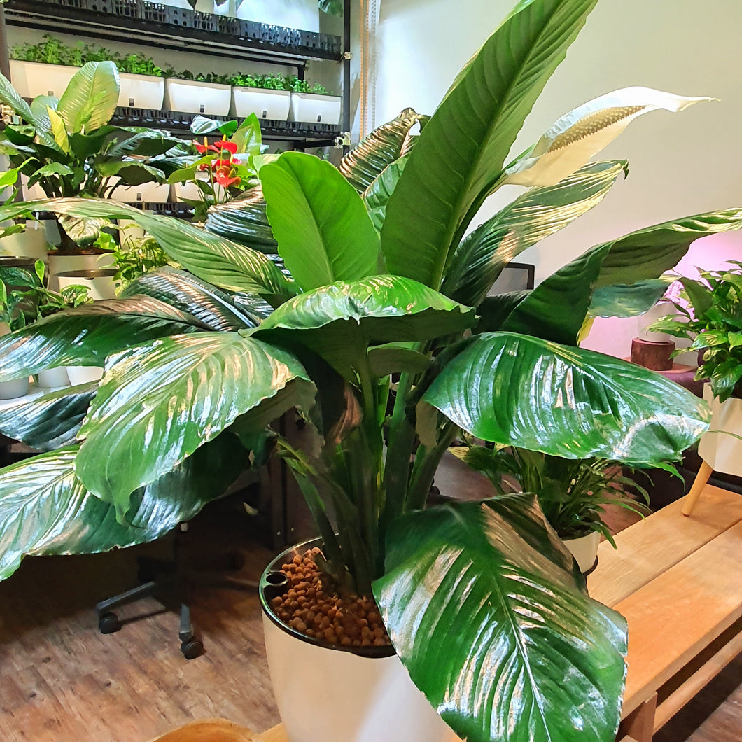 Spathiphyllum 'Sensation' in huge white self watering pot (Peace Lily)