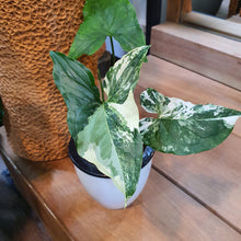 Load image into Gallery viewer, Syngonium variegated in SW white pot (A6.04/2)
