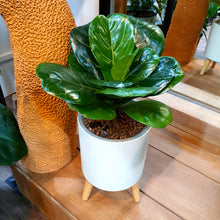 Load image into Gallery viewer, Ficus lyrata in smart round pot with wooden legs
