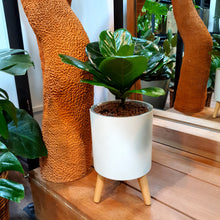 Load image into Gallery viewer, Ficus lyrata in smart round pot with wooden legs
