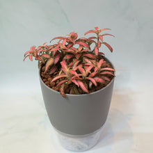 Load image into Gallery viewer, Fittonia in grey self watering pot with clear base
