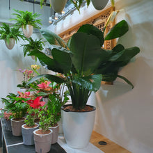 Load image into Gallery viewer, Spathiphyllum &#39;Sensation&#39; in huge white self watering pot (Peace Lily)
