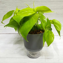 Load image into Gallery viewer, Philodendron Gold in Grey SW pot with clear base
