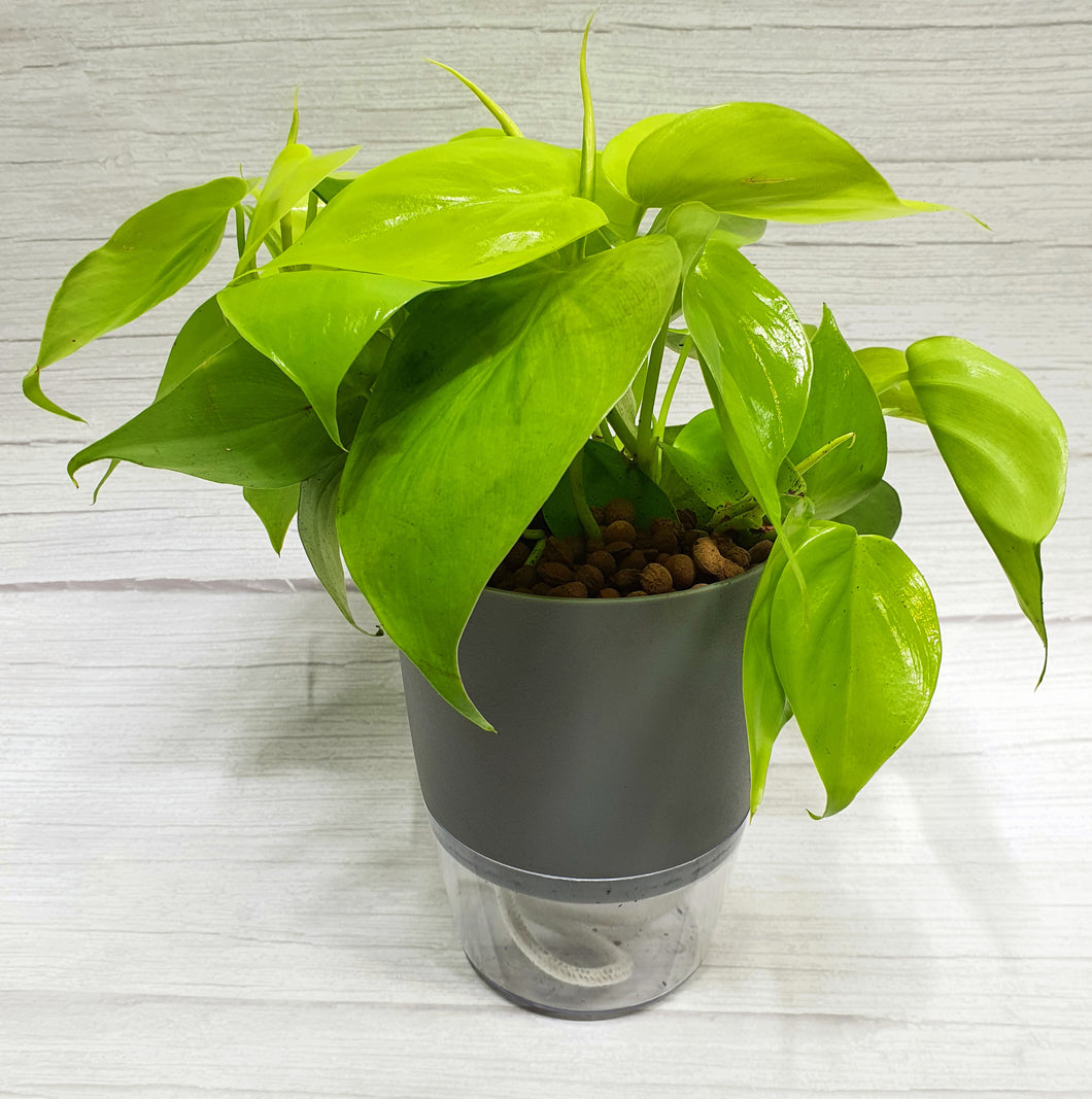 Philodendron Gold in Grey SW pot with clear base