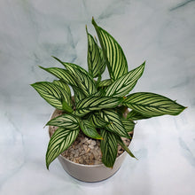 Load image into Gallery viewer, Calathea vittata in White SW pot with clear base
