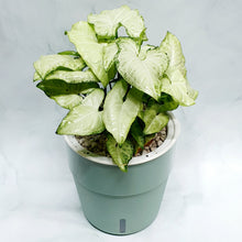 Load image into Gallery viewer, Syngonium &#39;white butterfly&#39; in SW Coloured pot
