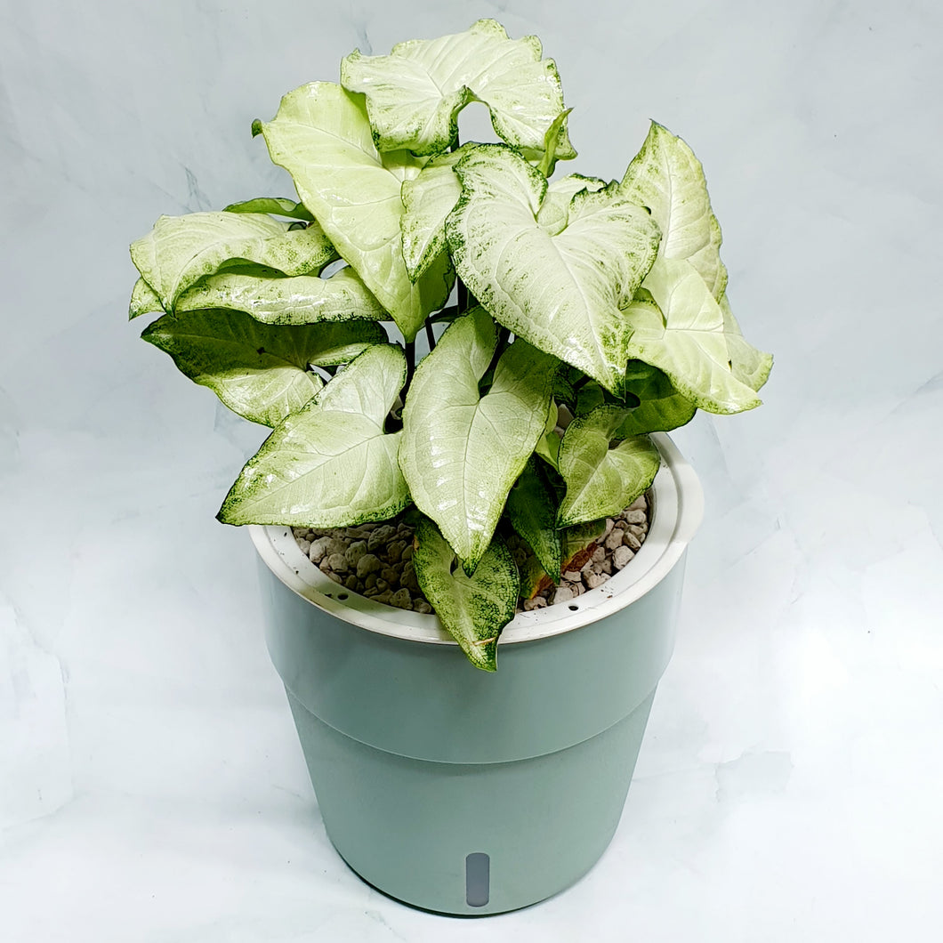 Syngonium 'white butterfly' in SW Coloured pot