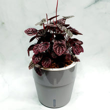 Load image into Gallery viewer, Peperomia caperata Ruby Ripple in SW coloured pot
