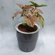 Load image into Gallery viewer, Syngonium podophyllum pink in SW coloured pot

