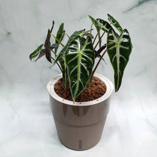 Load image into Gallery viewer, Alocasia amazonica in SW coloured pot
