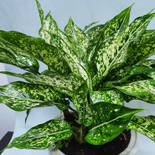 Load image into Gallery viewer, Aglonema snow white (Aglaonema anyamanee) on SW coloured pot
