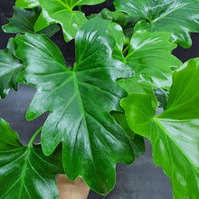 Load image into Gallery viewer, Philodendron bipinnatifidum in SW coloured pot
