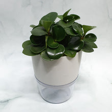 Load image into Gallery viewer, Peperomia obtusifolia in SW large white pot with clear base

