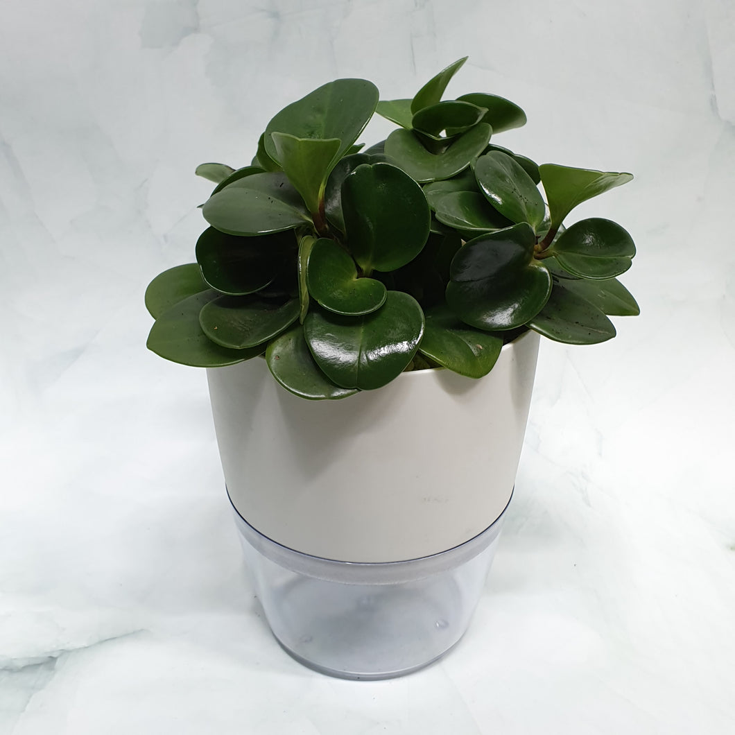 Peperomia obtusifolia in SW large white pot with clear base