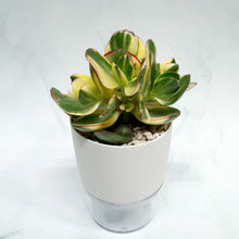 Load image into Gallery viewer, Crassula arborescens Blue Bird variegata (Jade plant) in SW white medium pot with clear base

