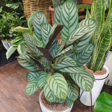 Load image into Gallery viewer, Calathea setosa on SW Egg shaped Smart pot with black metal legs
