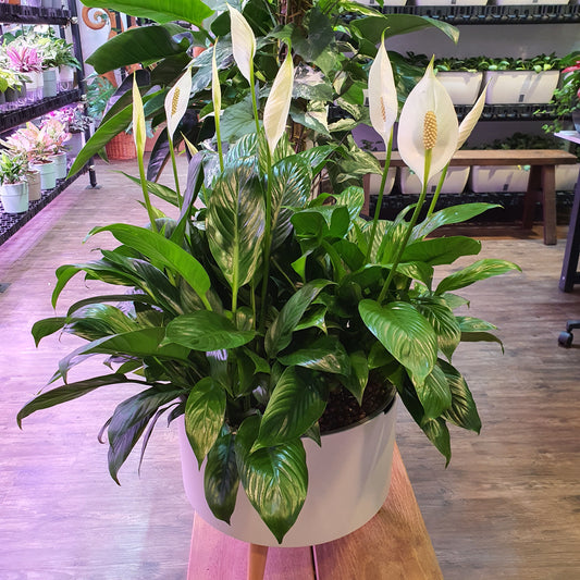 Spathiphyllum wallisi (Peace Lily) in Smart Round Large Pot with Wooden legs