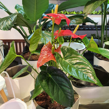 Load image into Gallery viewer, Anthurium Andraeanum in smart Hexagon pot
