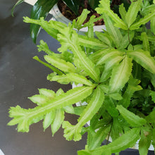 Load image into Gallery viewer, Pteris cretica L fern in SW coloured pot
