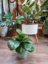 Load image into Gallery viewer, Ficus lyrata in SW Coloured pot
