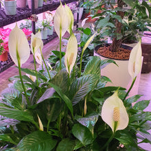 Load image into Gallery viewer, Spathiphyllum wallisi (Peace Lily) in Smart Round Large Pot with Wooden legs
