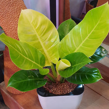 Load image into Gallery viewer, Philodendron Imperial Gold in SW white square planter

