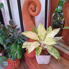 Load image into Gallery viewer, Aglaonema legacy white in SW white square planter (1 no. only)
