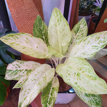 Load image into Gallery viewer, Aglaonema legacy white in SW white square planter (1 no. only)
