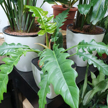 Load image into Gallery viewer, Philodendron Pluto Green in SW white square planter
